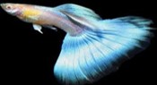 Turquoise Bluetail Guppy Male (XL)