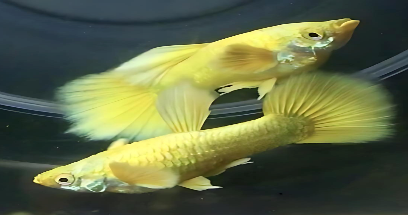 Gold 24k Guppy Male (XL)