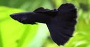 Jet Black Guppy Male (XL)
