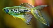 Leopard danio long-fin 2.5-3 CM