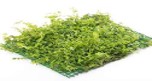 Micranthemum umbrosum pad 9cm x 9cm