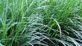 Ophiopogon jaburan Pot