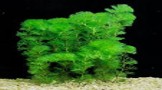 Cabomba Caroliniana Pot Plants
