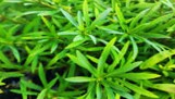 Pogostemon octopes  Pot Plants