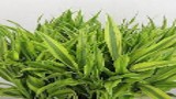 Dracena sandriyana  Gold