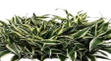 Dracena sandriyana  white Pot Plants