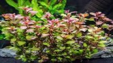 Ludwigia ' Rubin' Pot Plants
