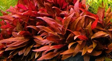 Alternanthera rosifolia Pot Plants