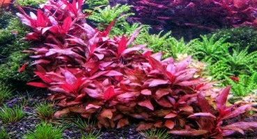 Alternanthera reineckii Mini  Pot Plants