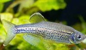 Leopard danio 2.5 CM