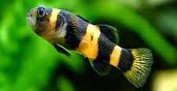Goby-Bumble Bee (S)