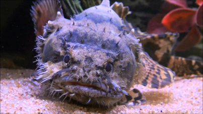 Lion fish-freshwater 10-12 CM