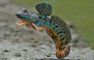 Mudskipper-Vietnamese 10-12 CM