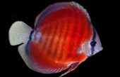 Rose Red Discus 7-8 CM