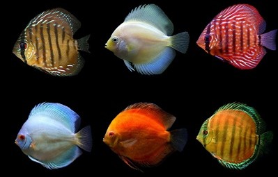 Discus Mix Color Large 12-14 CM