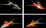 Mix lyretail Swordtail 4.4-5 CM