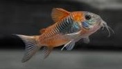 Venezuelanus Oranger 4.4-5 CM
