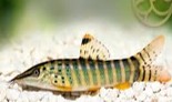 Green Tiger Botia Loach  12-14 CM
