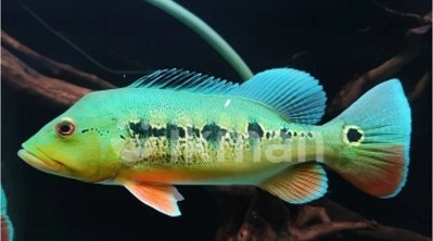 Royal Six Peacock Bass 10-12 CM