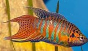 Red / Brown Paradise 4.4-5 CM