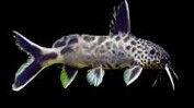 Leopard Catfish 8-10 CM