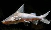 Stormi catfish 10-12