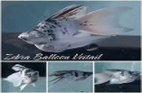 Blue-eyed Lyretail Zebra Balloon Molly 4.4-5 CM