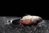 Brown Ghost 10-12 CM