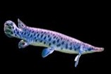 Florida Gar 10-12 CM