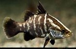 Baramundi 12-13 CM