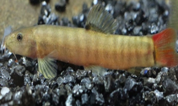 Loach-Banded RedTail 7-8 CM