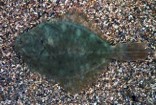 Flounder-Tonguefish 15-16 CM