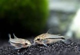 Corydoras Pigmy 2.5 CM