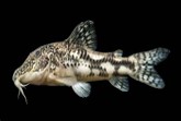 Corydoras barbatus 3-4 CM