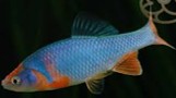 Red Shinner 5-6 CM
