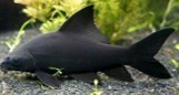 Black Shark  15-18 CM