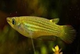 Golden Wonder Pancha 4-5 CM