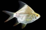 SB Tinfoile Barb 10-12 CM
