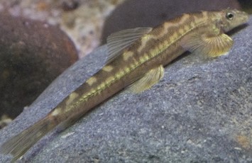 Loach-Lizard Vietnam 10-11 CM