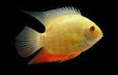 Golden Severum Cichlid 10-12 CM
