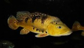 Kelberi Peacock Bass Cichlid 10-12 CM