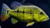 Peacock bass xinguensis 10-12 CM