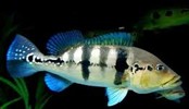 Azul Peacock Bass Cichlid 10-12