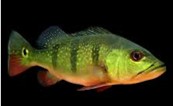 Pinima Peacock Bass 10-12 CM